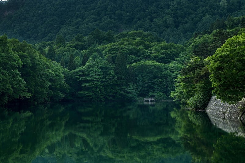 Enchanted Forest